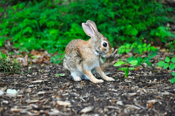 What Are the Best Ways to Enrich the Life of a Solo Pet Rabbit?