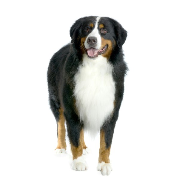 What Are the Best Methods for Reducing Shedding in Double-Coated Dogs?